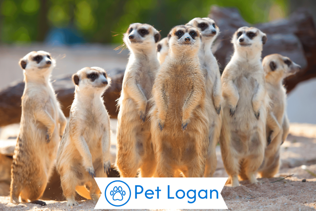 250+ Cute And Catchy Meerkat Names With Name Generator 2 Unique Meerkat Names