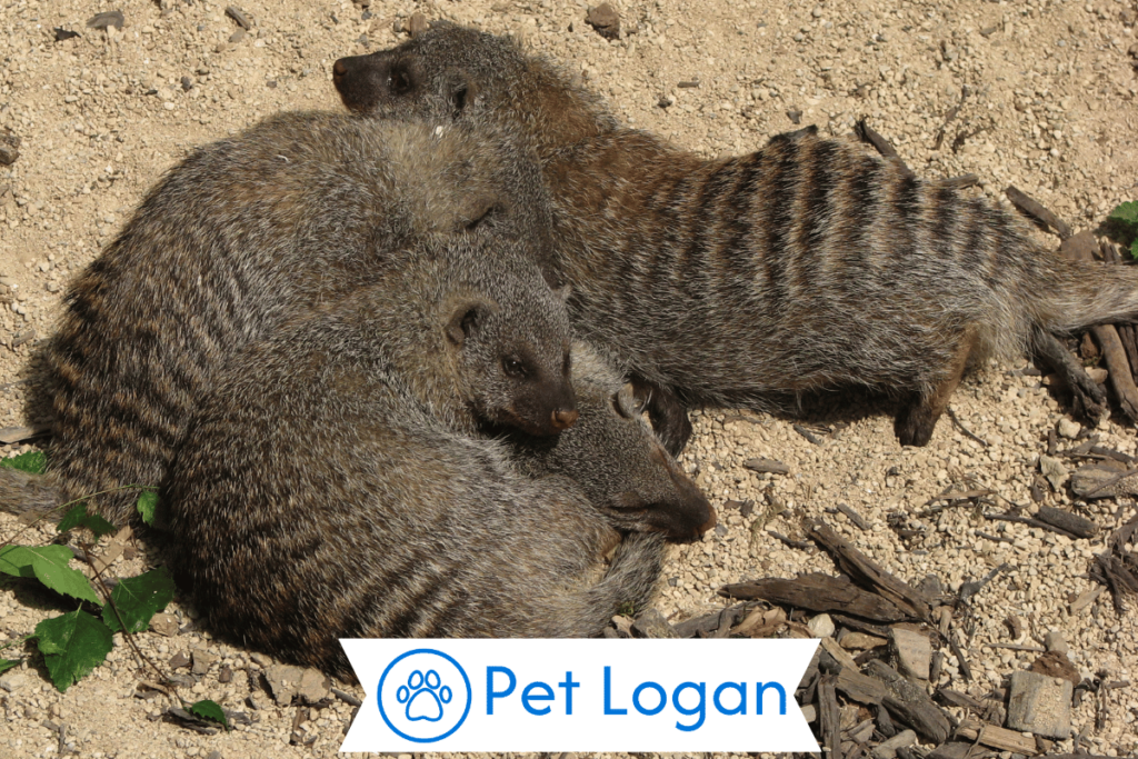 300+ Cute And Catchy Mongoose Names With Name Generator 1 Cute Mongoose Names