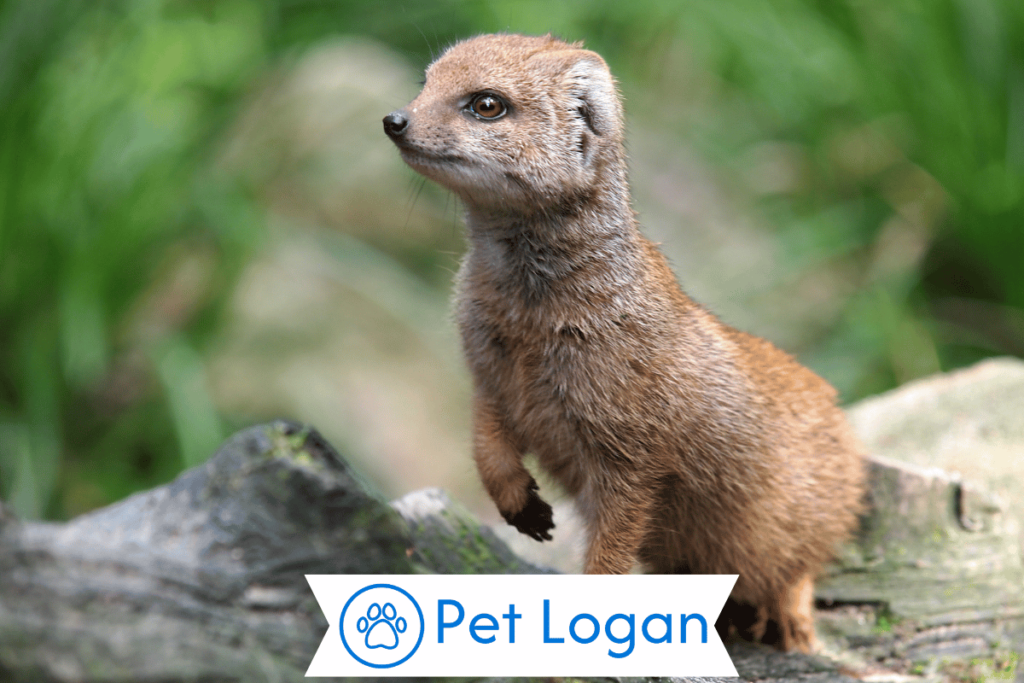 300+ Cute And Catchy Mongoose Names With Name Generator 2 Unique Mongoose Names