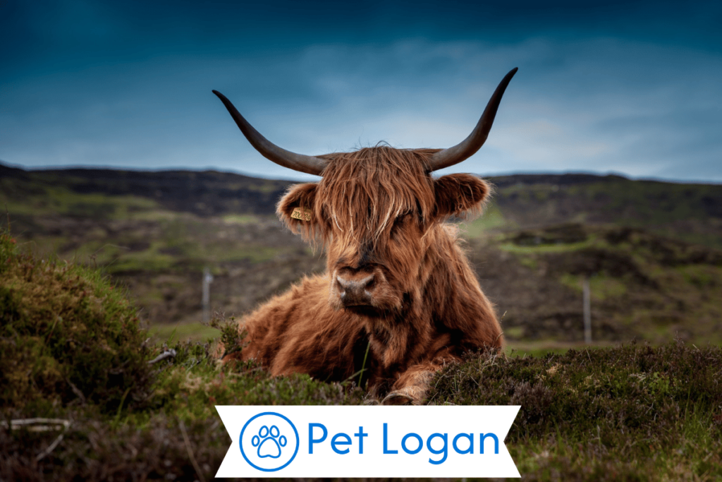 Cute Ox Names