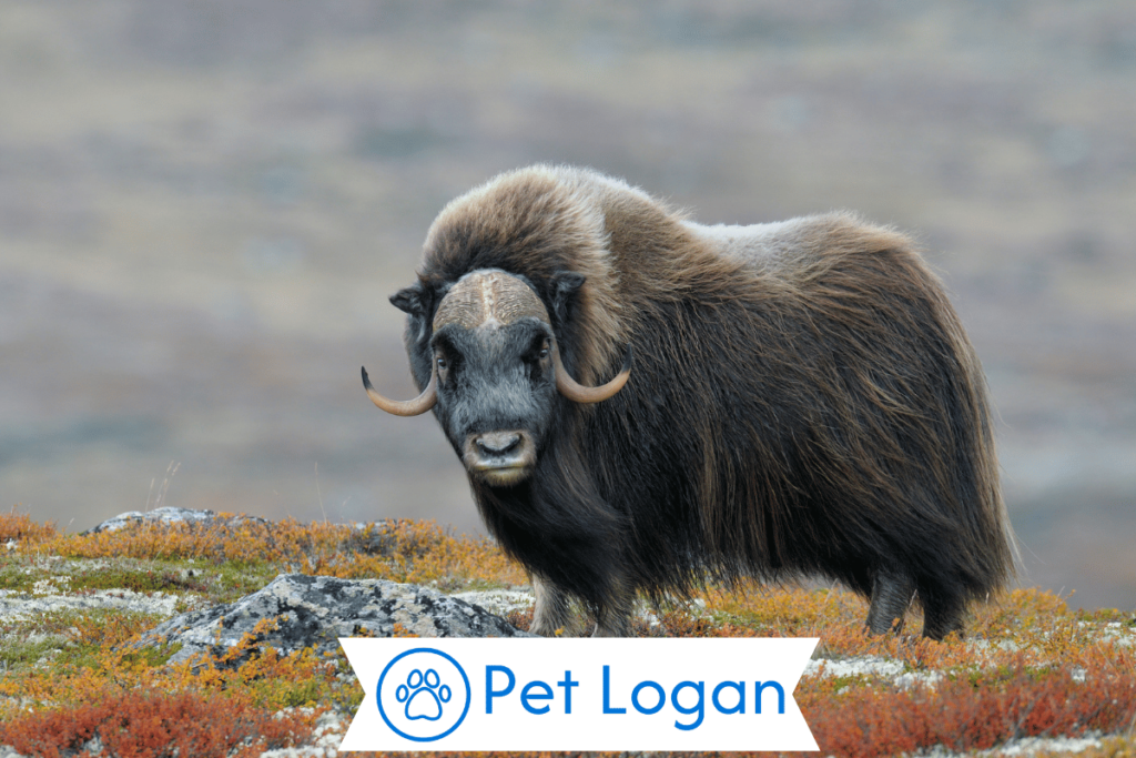 Unique Ox Names
