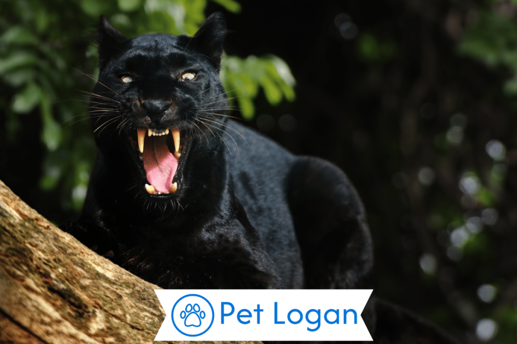 300+ Cool And Catchy Panther Names With Name Generator 1 Cool Panther Names