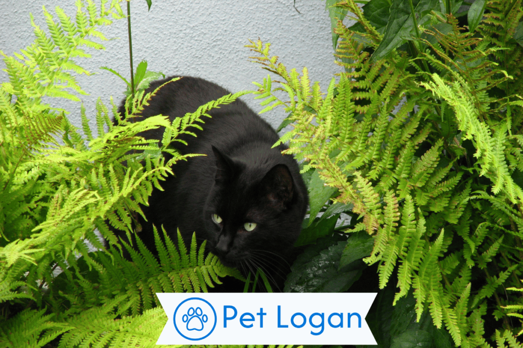 300+ Cool And Catchy Panther Names With Name Generator 2 Unique Panther Names