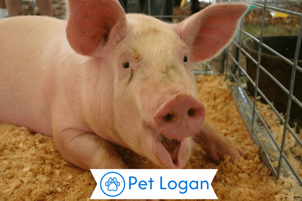 300+ Cute And Catchy Pig Names For Your Cool Pig Buddy 1 Cute Pig Names