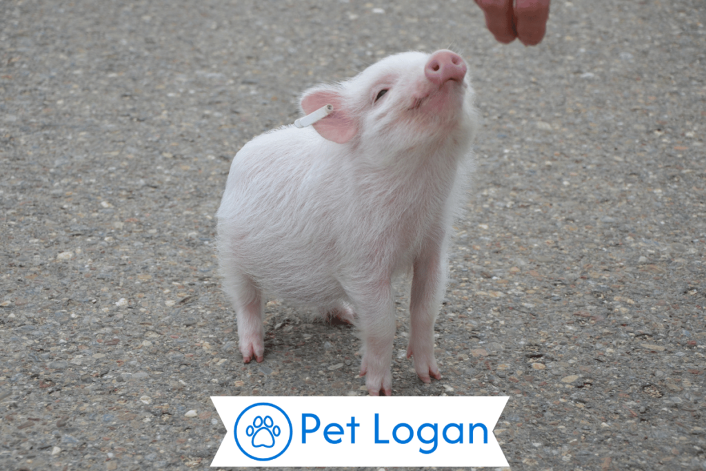 300+ Cute And Catchy Pig Names For Your Cool Pig Buddy 2 Unique Pig Names