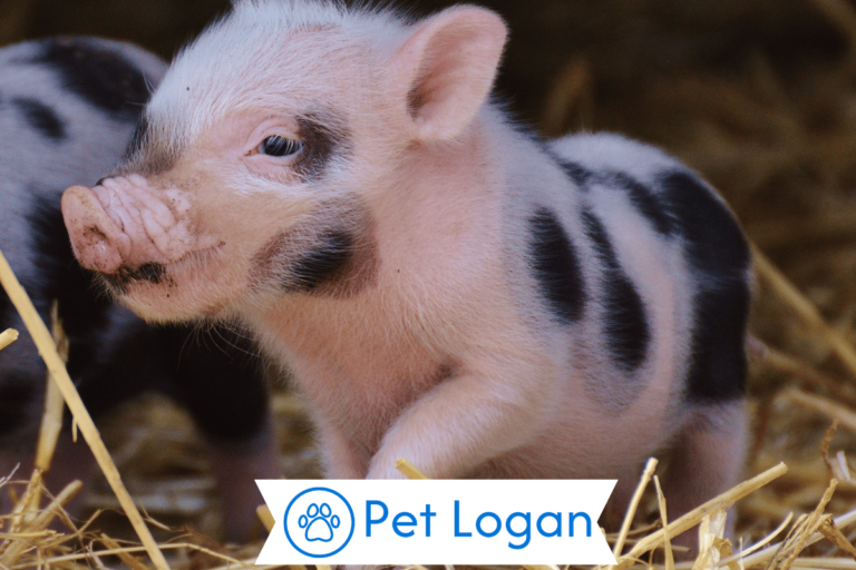 Pig
