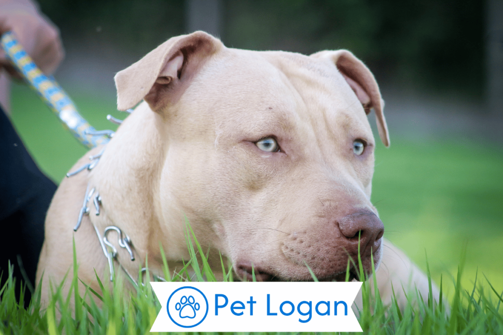 250+ Cool And Badass Pitbull Dog Names For Your New Furry Friend 1 Cool Pitbull Dog Names