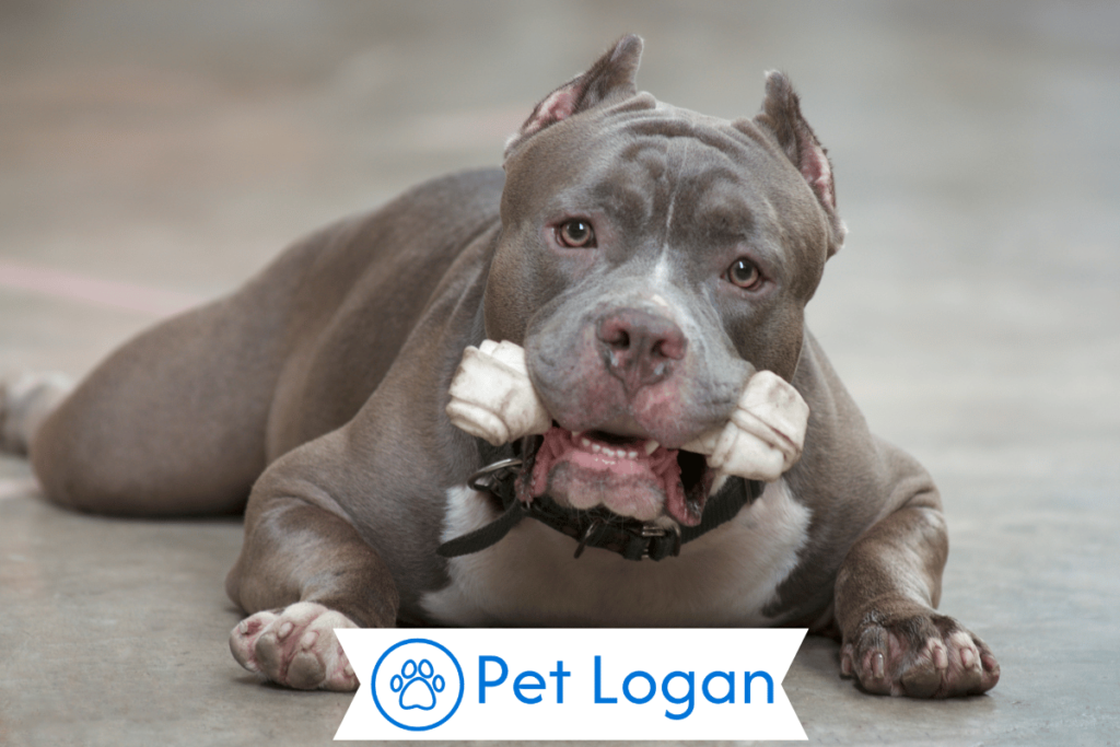 250+ Cool And Badass Pitbull Dog Names For Your New Furry Friend 2 Unique Pitbull Dog Names