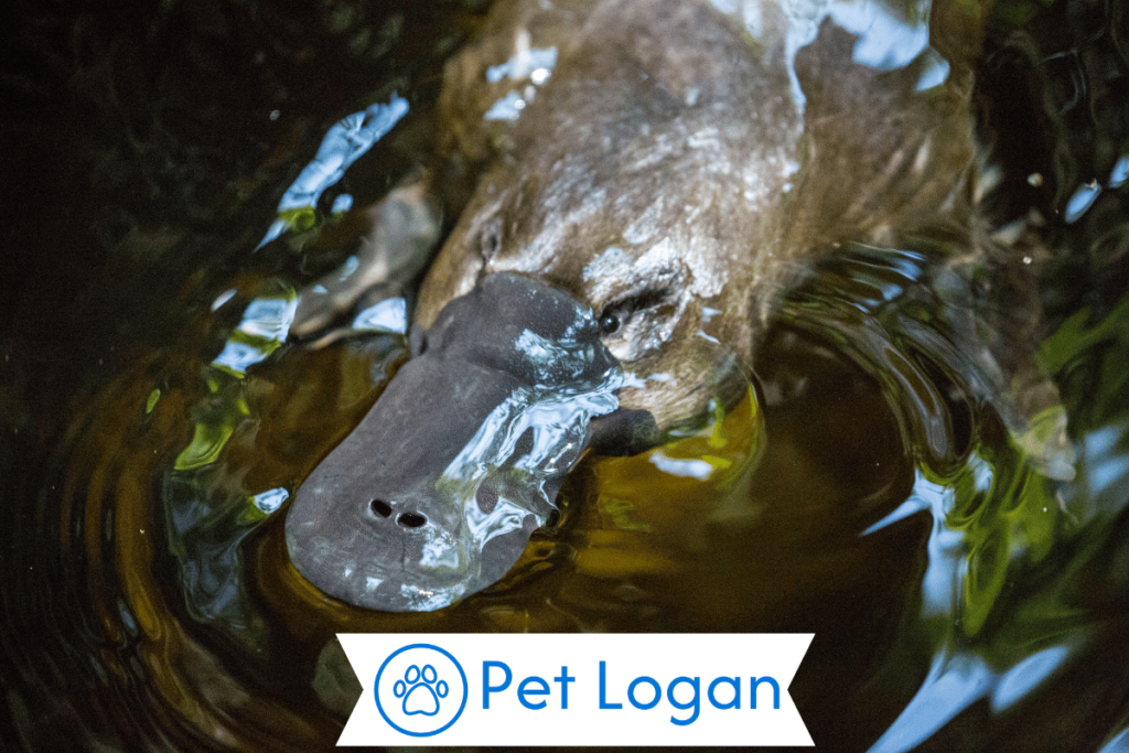 300+ Cool And Catchy Platypus Names 1 Cool Platypus Names
