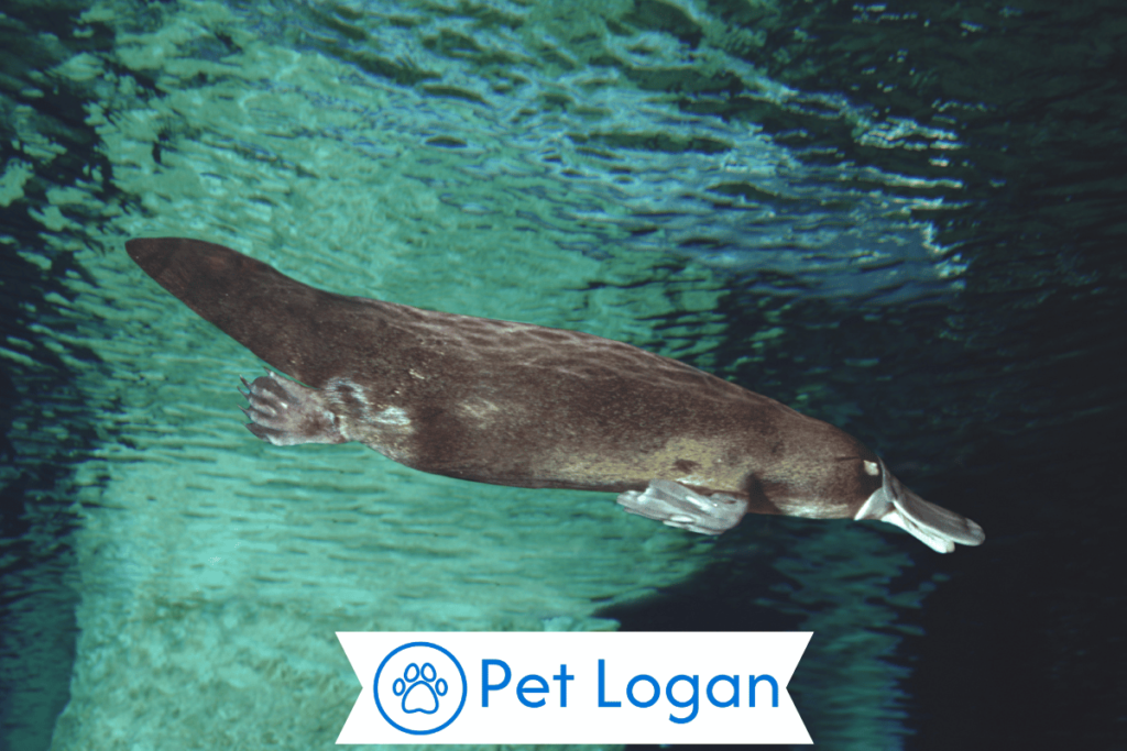 300+ Cool And Catchy Platypus Names 2 Unique Platypus Names