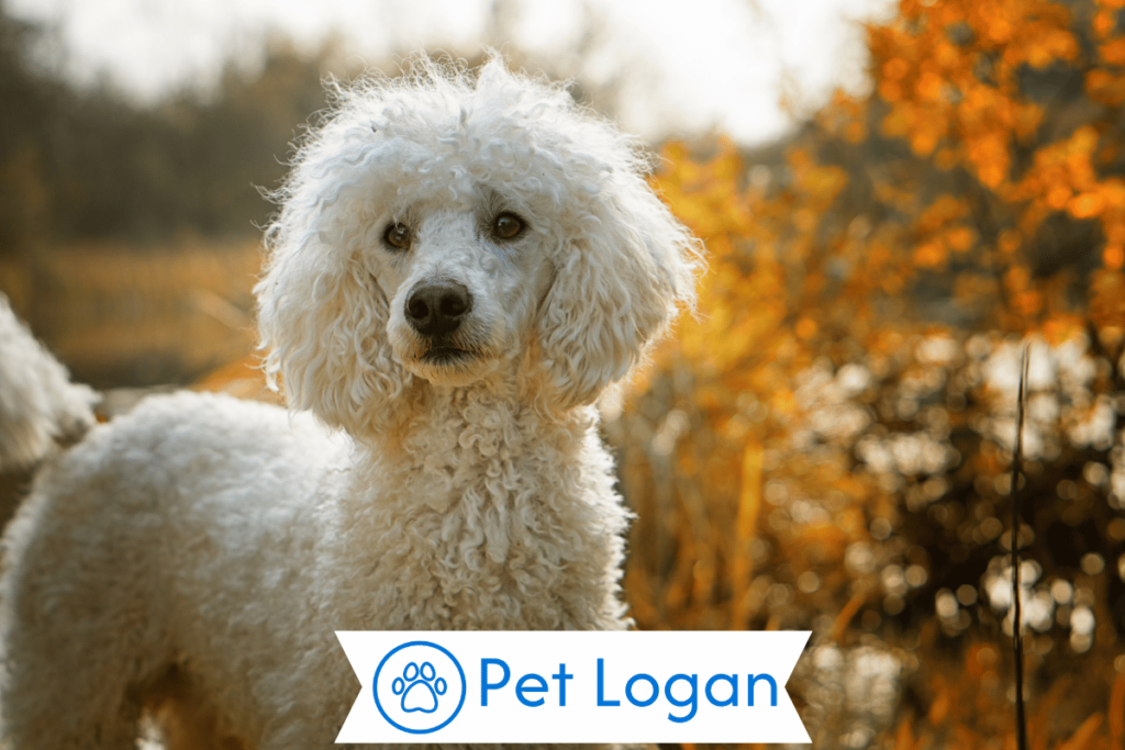 250+ Cool And Catchy Poodle Dog Names For Your Furry Friend 1 Cute Poodle Dog Names