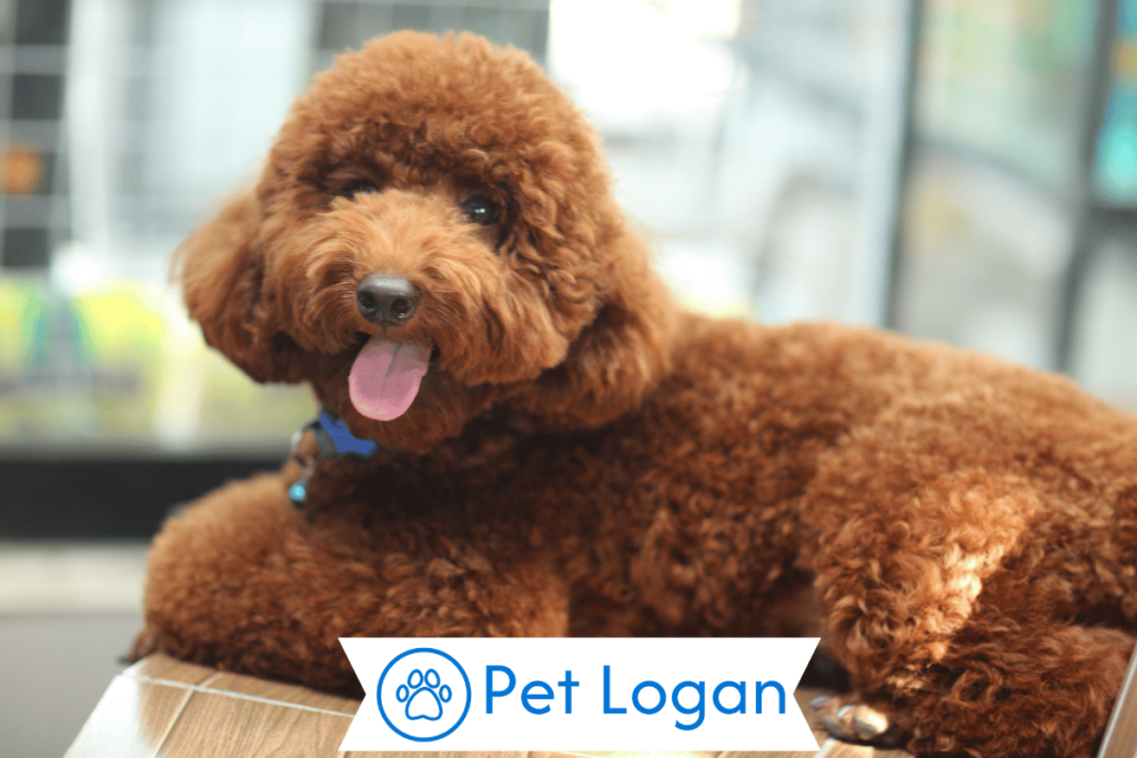 250+ Cool And Catchy Poodle Dog Names For Your Furry Friend 2 Unique Poodle Dog Names