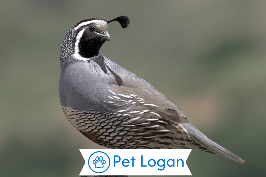 300+ Cool And Catchy Quail Names For Your Cute Buddy 1 Cute Quail Names