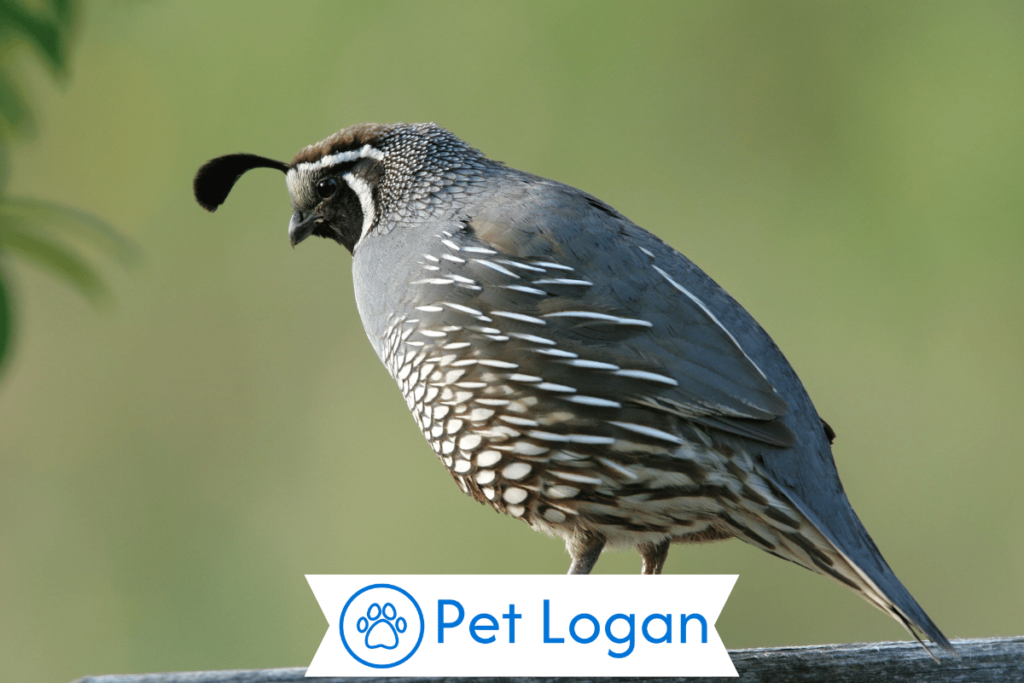 300+ Cool And Catchy Quail Names For Your Cute Buddy 2 Unique Quail Names
