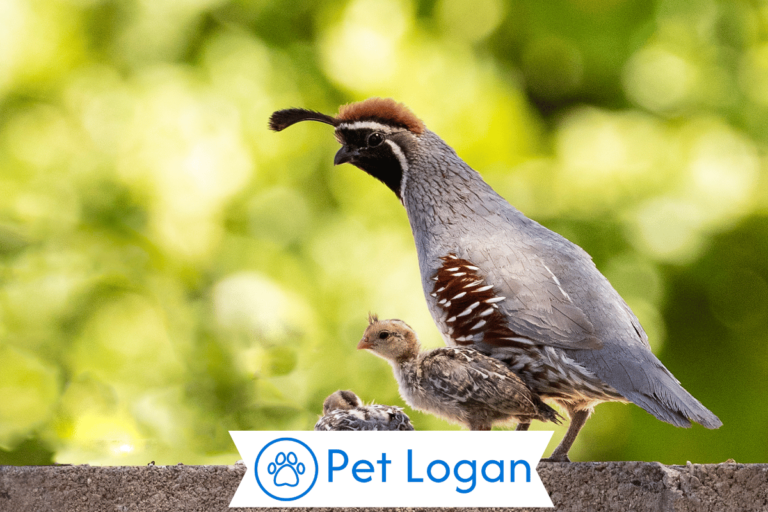 300+ Cool And Catchy Quail Names For Your Cute Buddy 1 Quail
