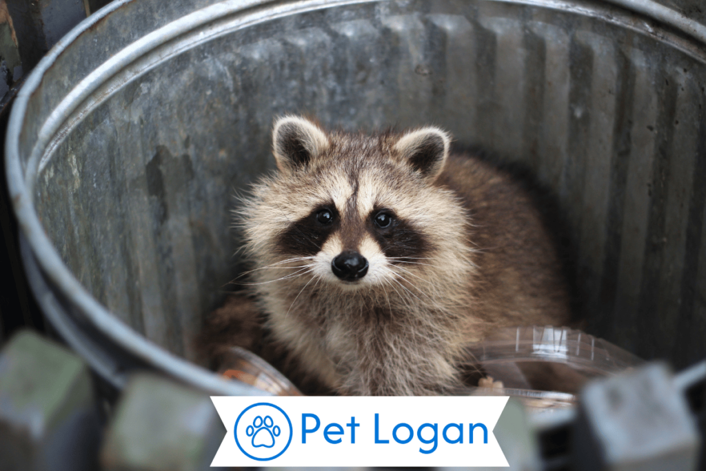 300+ Cool And Catchy Raccoon Names With Name Generator 1 Cute Raccoon Names