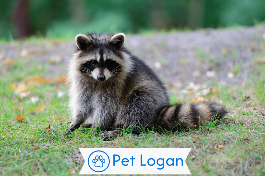 300+ Cool And Catchy Raccoon Names With Name Generator 2 Unique Raccoon Names
