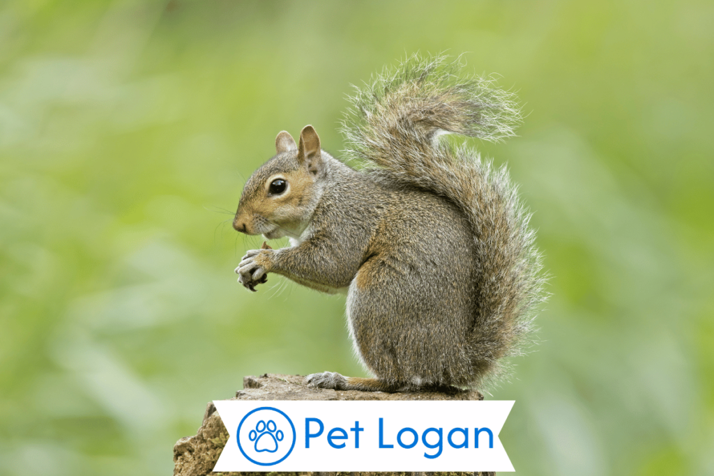 300+ Cute And Catchy Squirrel Names For Your Bushy Tailed Buddy 2 Unique Squirrel Names