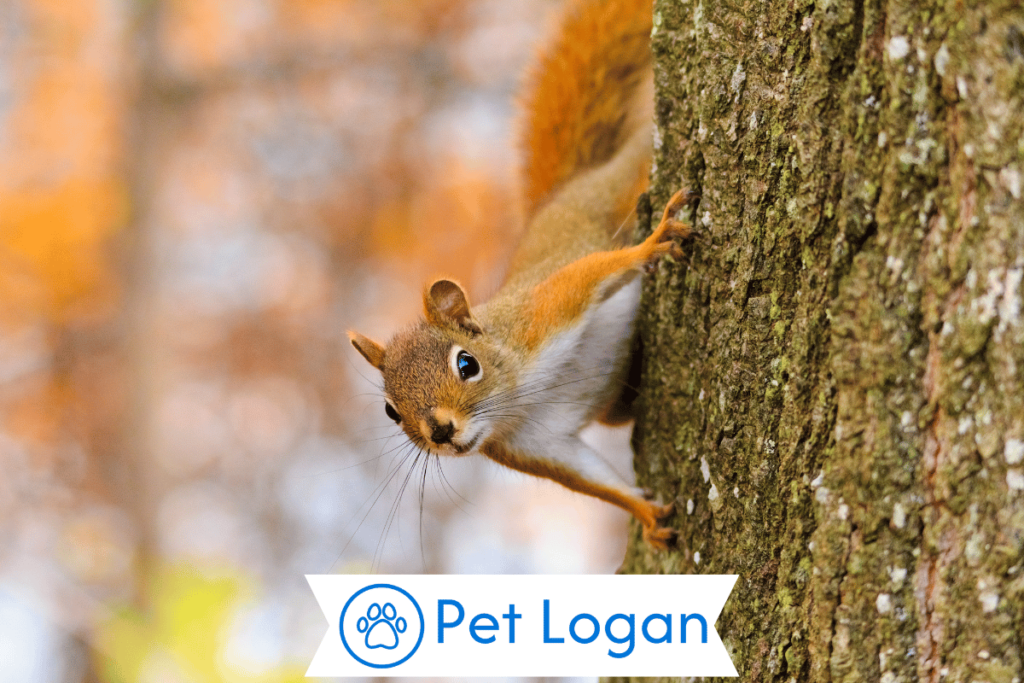 300+ Cute And Catchy Squirrel Names For Your Bushy Tailed Buddy 1 Cute Squirrel Names