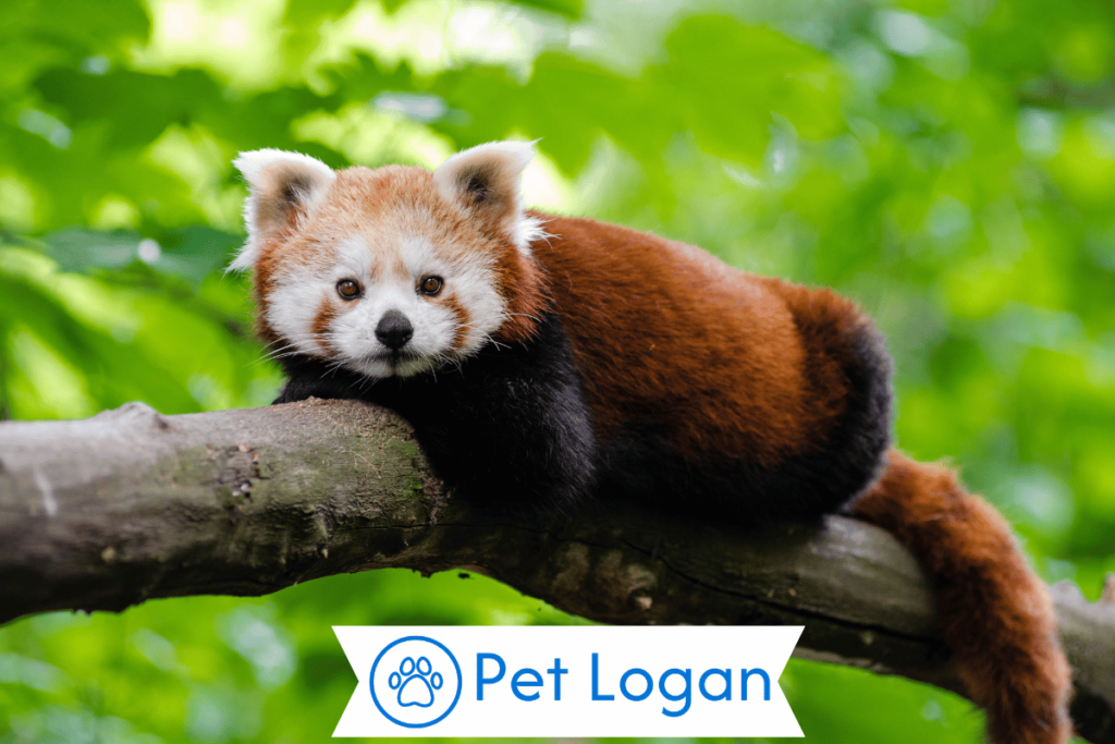 300+ Cute And Catchy Red Panda Names With Name Generator 1 Cool Red Panda Names