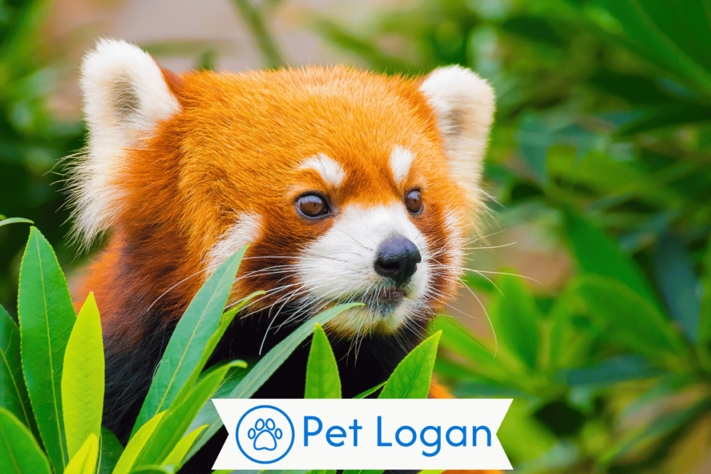 300+ Cute And Catchy Red Panda Names With Name Generator 2 Unique Red Panda Names