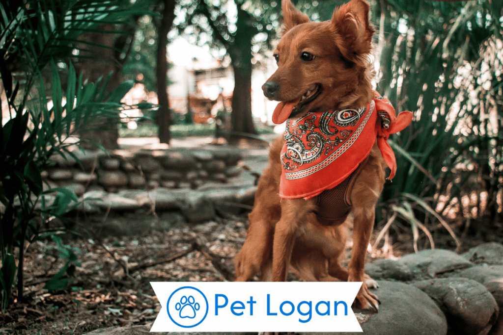 250+ Cool And Catchy Red Dog Names For Your Red Coated Pup 2 Unique Red Dog Names