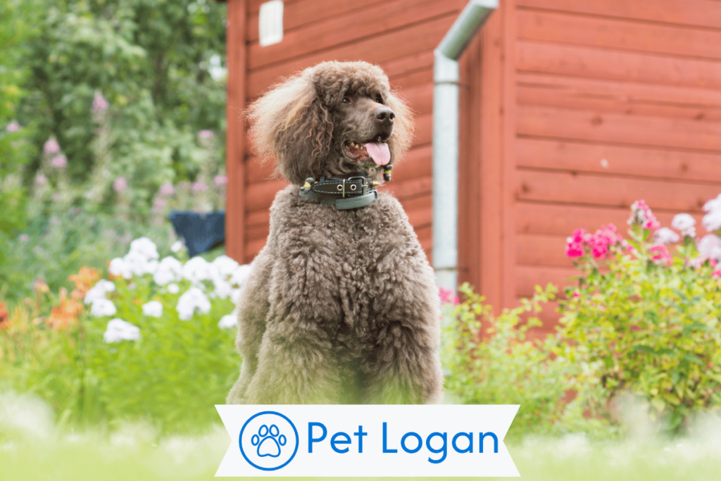 250+ Cool And Catchy Royal Dog Names For Your Royal Pup 2 Unique Royal Dog Names