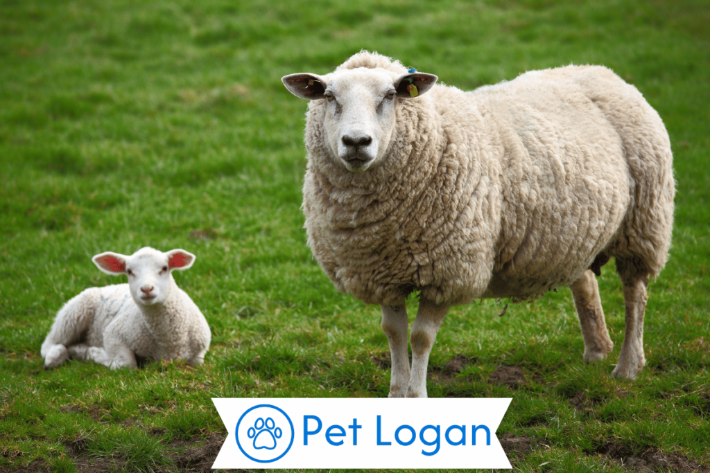 300+ Cute And Catchy Sheep Names For Your Cool Buddy 1 Cute Sheep Names