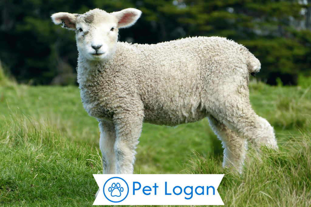 300+ Cute And Catchy Sheep Names For Your Cool Buddy 2 Unique Sheep Names