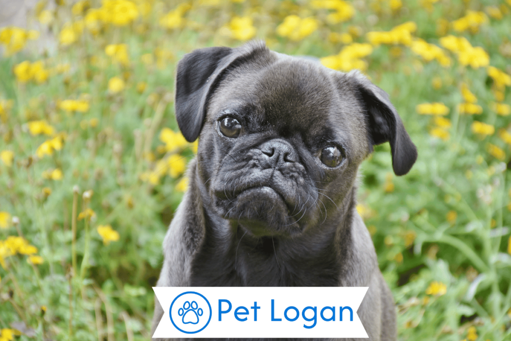 250+ Cool And Catchy Silver Dog Names For Your Cute Silver Pup 1 Cool Silver Dog Names