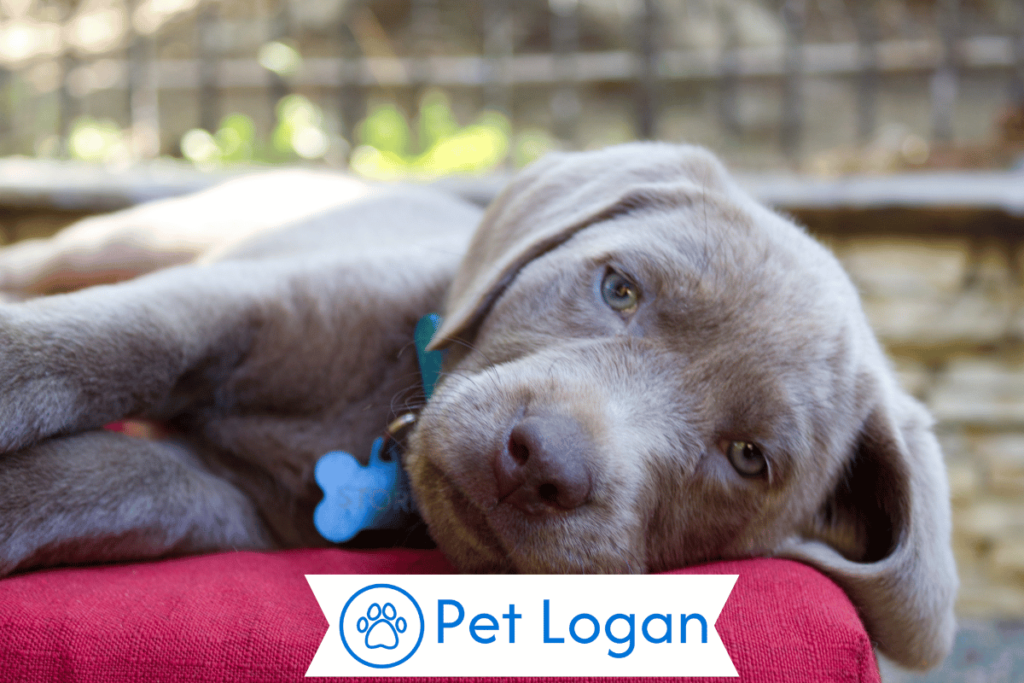 250+ Cool And Catchy Silver Dog Names For Your Cute Silver Pup 2 Unique Silver Dog Names