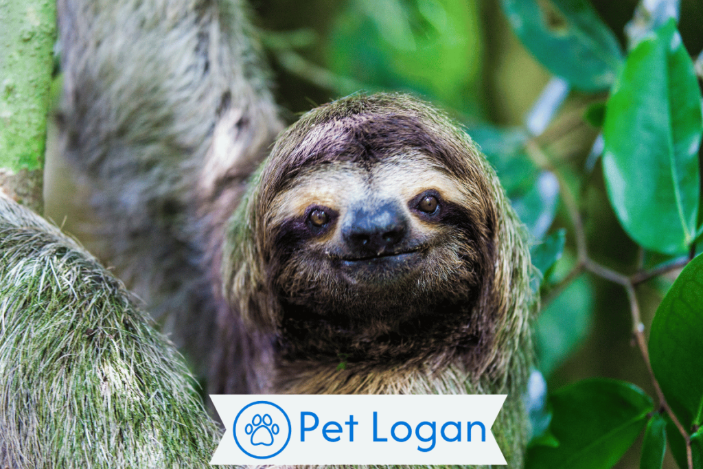 300+ Cute And Catchy Sloth Names For Your Slow Buddy 2 Unique Sloth Names