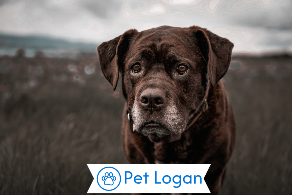 250+ Cool And Catchy Spiritual Dog Names For Your Cute Pup 2 Unique Spiritual Dog Names