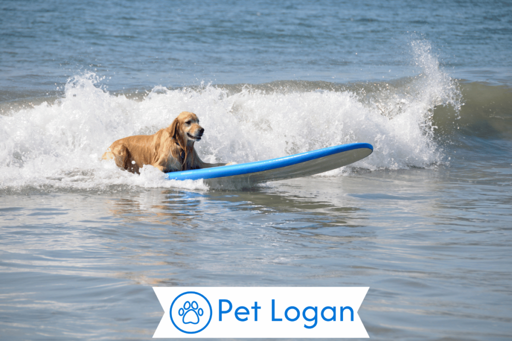 Cute Surf Dog Names
