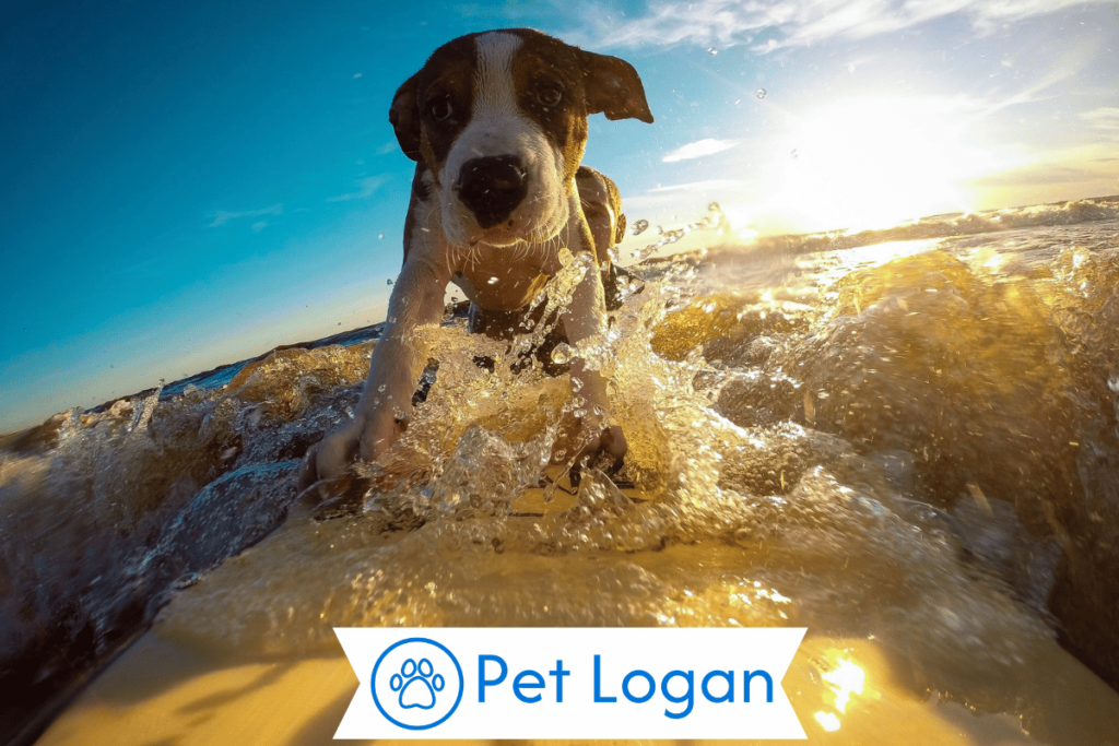 Unique Surf Dog Names