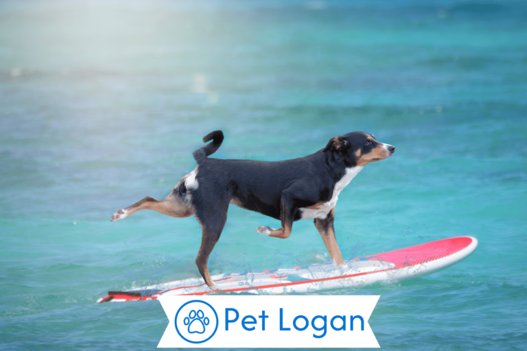 Surf-dog