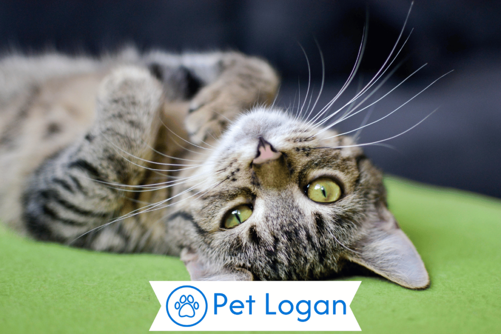 Unique Tabby Cat Names
