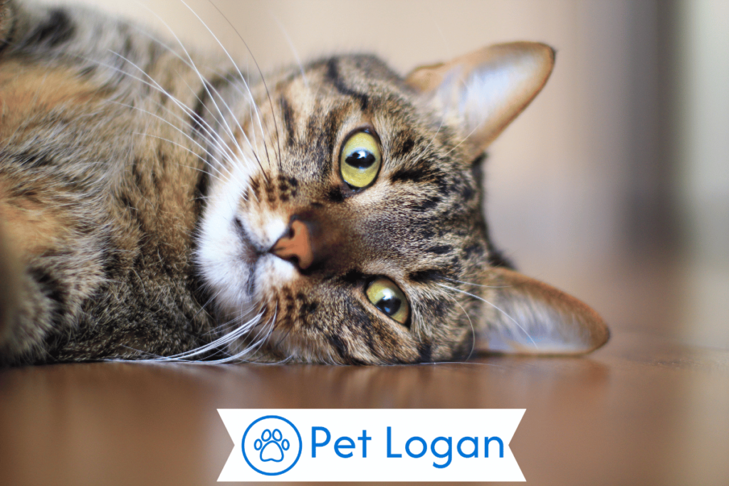 Cute Tabby Cat Names