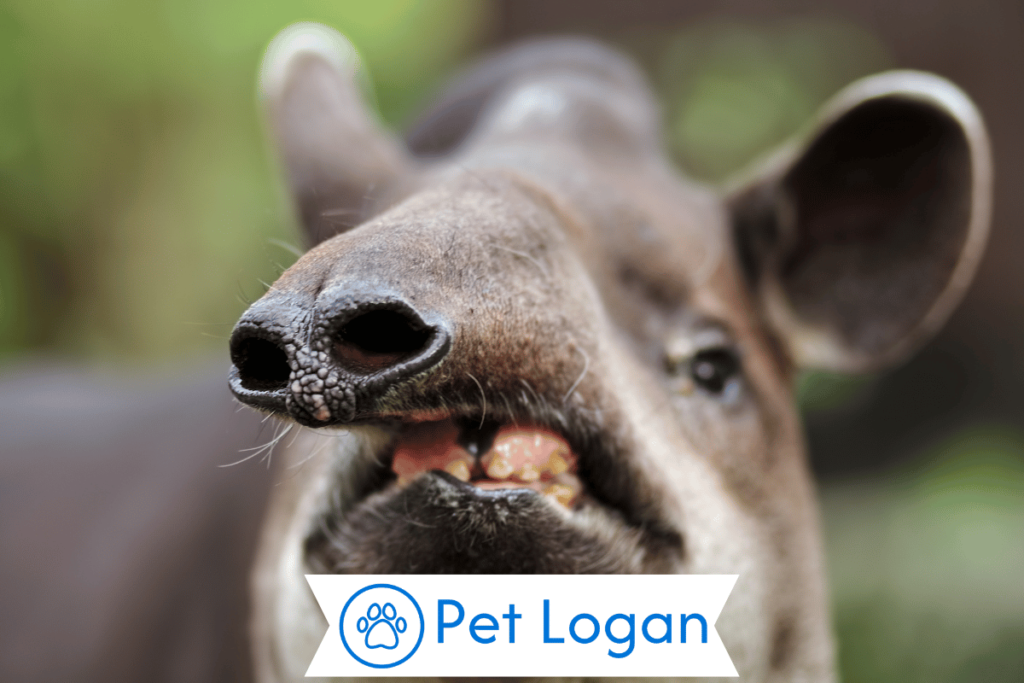 300+ Cool And Catchy Tapir Names With Name Generator 1 Cute Tapir Names