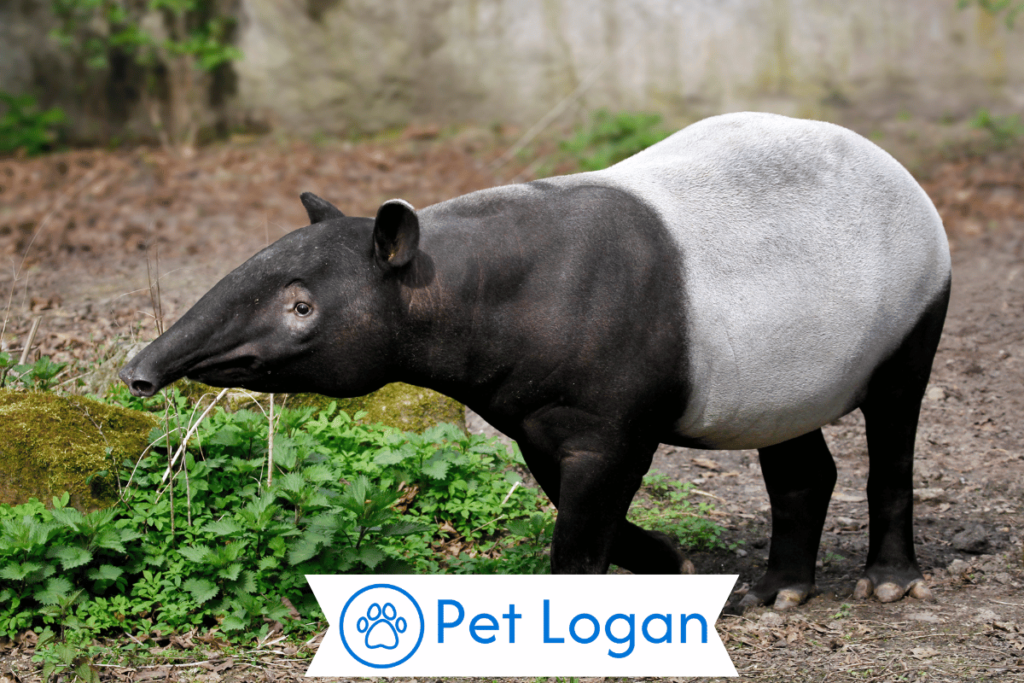300+ Cool And Catchy Tapir Names With Name Generator 2 Unique Tapir Names