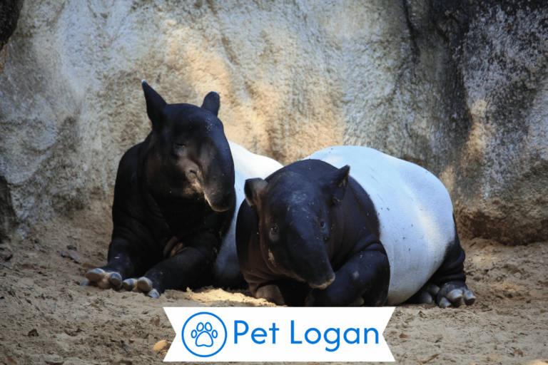 Tapir