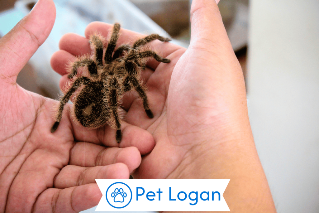 390+ Cool And Catchy Tarantula Names For Your Arachnid Companion 1 Cool Tarantula Names