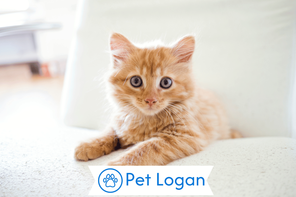 250+ Cool And Catchy Unisex Cat Names For Your Cute Furry Friend 2 Unique Unisex Cat Names