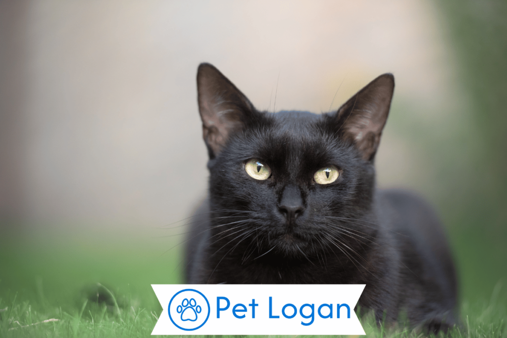 250+ Cool And Catchy Unisex Cat Names For Your Cute Furry Friend 1 Cute Unisex Cat Names