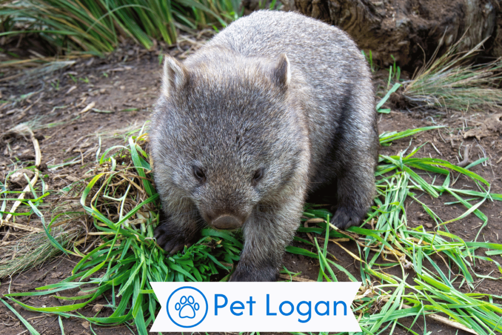 Cool Wombat Names