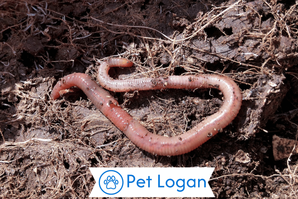 300+ Cute And Funny Worm Names For Your Slimy Buddy 1 Cool Worm Names