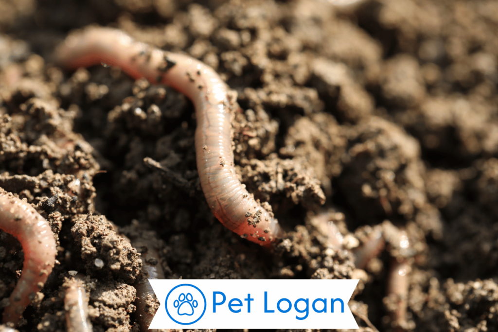 300+ Cute And Funny Worm Names For Your Slimy Buddy 2 Cute Worm Names