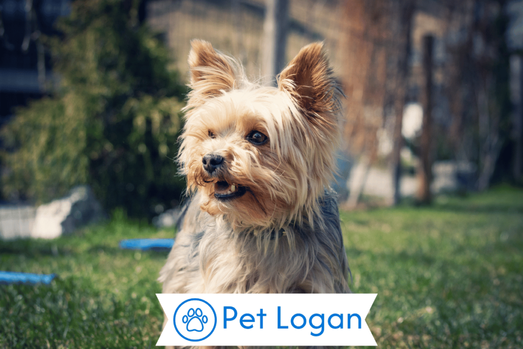 250+ Cool And Catchy Yorkie Dog Names For Your Amazing Pup 1 Cute Yorkie Dog Names
