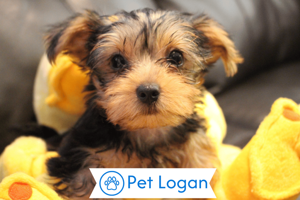 250+ Cool And Catchy Yorkie Dog Names For Your Amazing Pup 2 Unique Yorkie Dog Names
