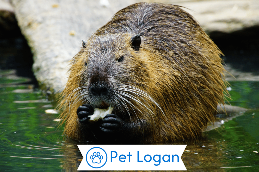 250+ Cool And Catchy Beaver Names With Name Generator 1 Cute Beaver Names